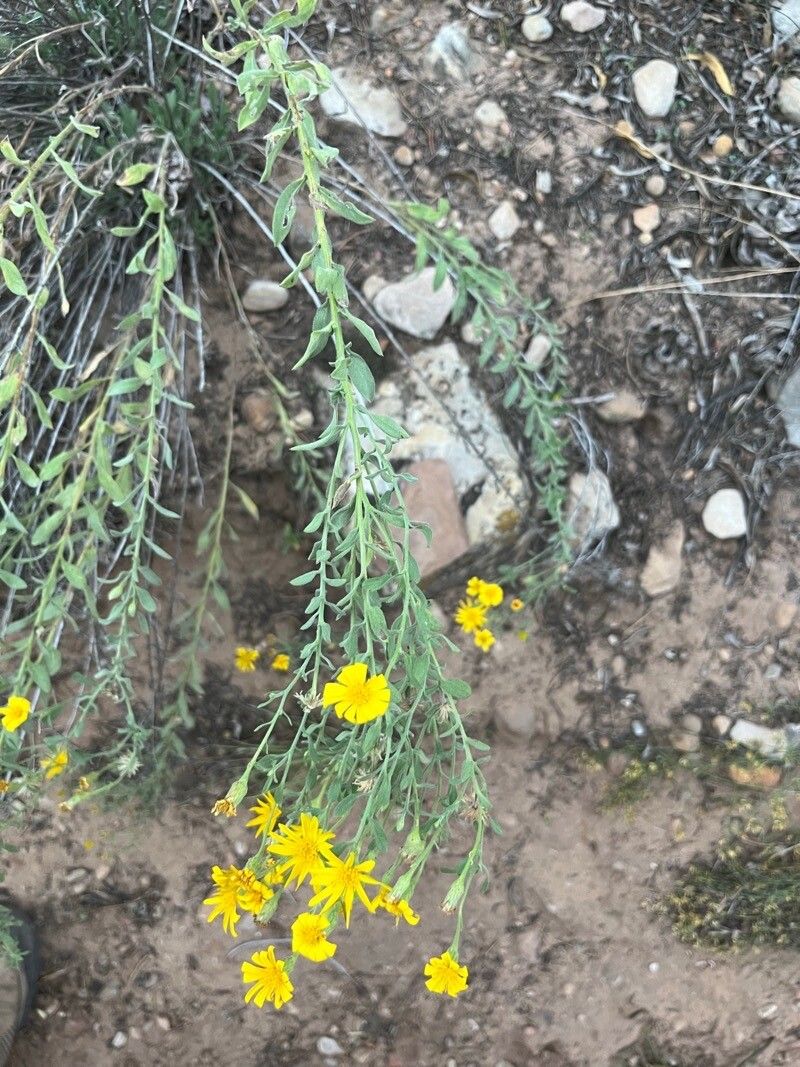 Heterotheca cinerascens — related species from the same genus