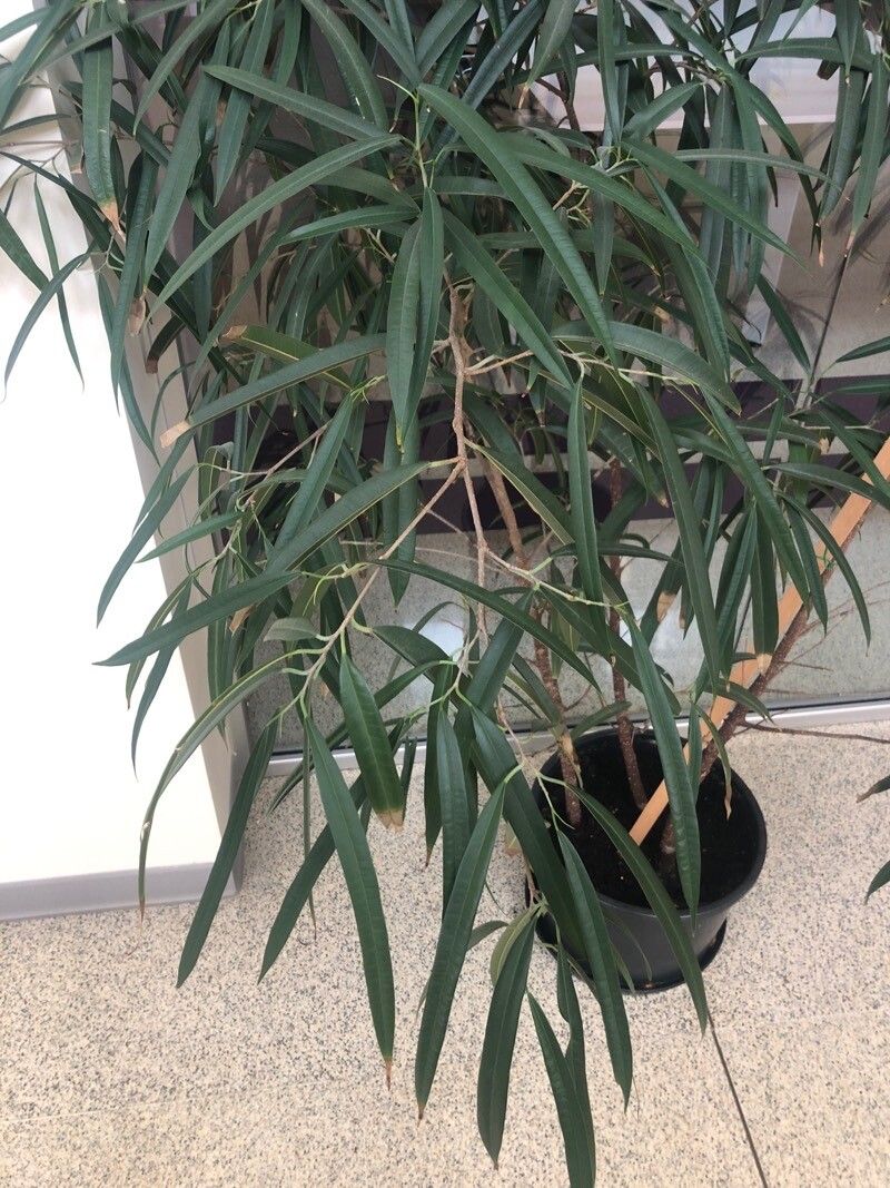 Ficus spp. — houseplant care guide