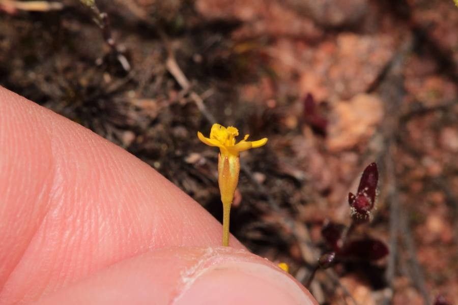 Cicendia filiformis flower