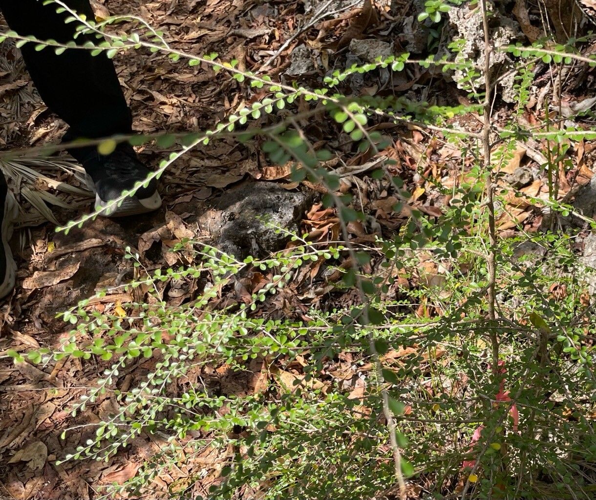 Casearia staffordiae — houseplant care guide