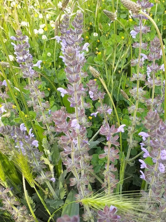 Salvia verbenaca flower