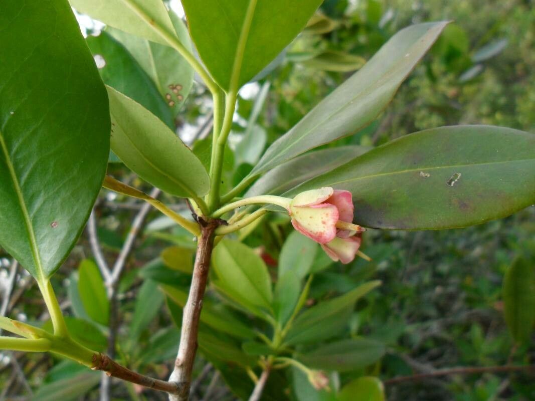 Ternstroemia carnosa other