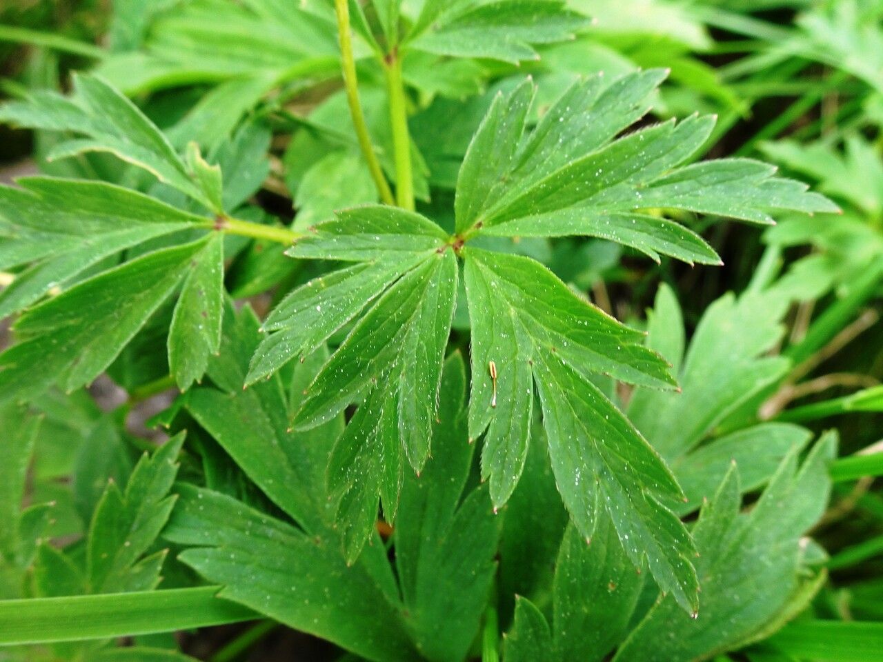 Anemone nemorosa leaf