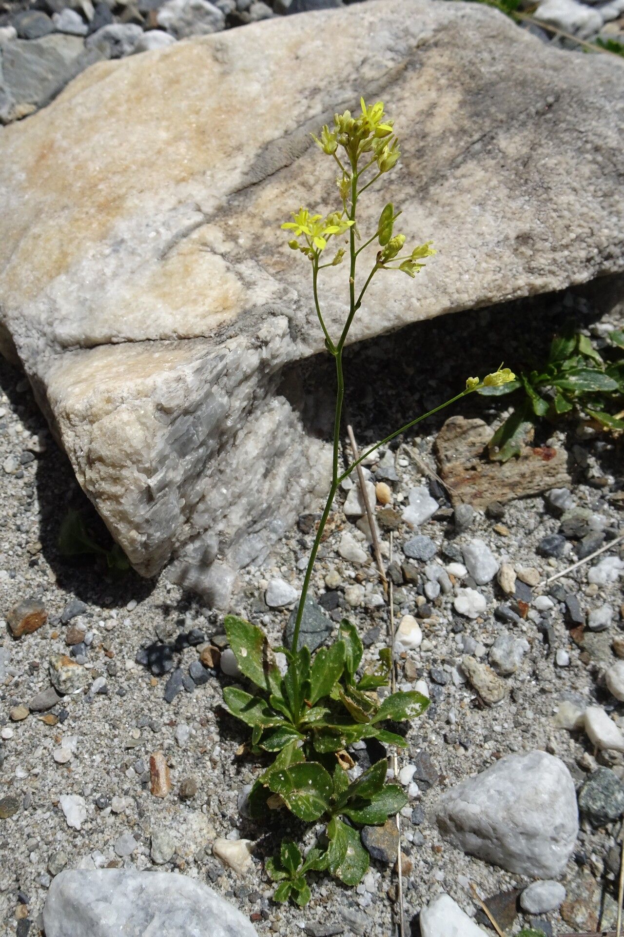Biscutella intermedia habit