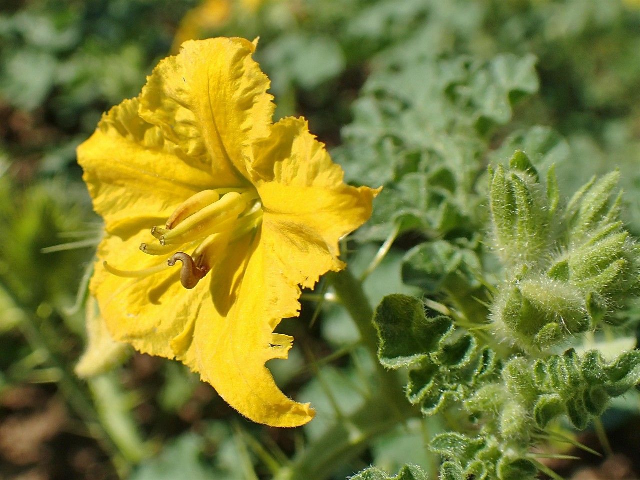 Solanum rostratum flower
