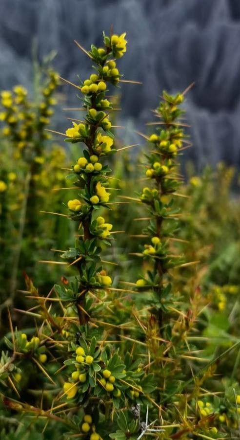 Berberis libanotica — search result for 'Berberidaceae'