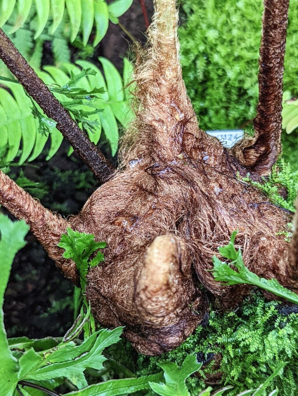 Pleocnemia cumingiana bark