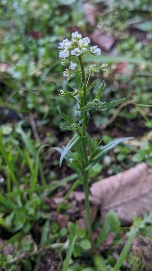 Lepidium campestre — search result for 'Lepidium'