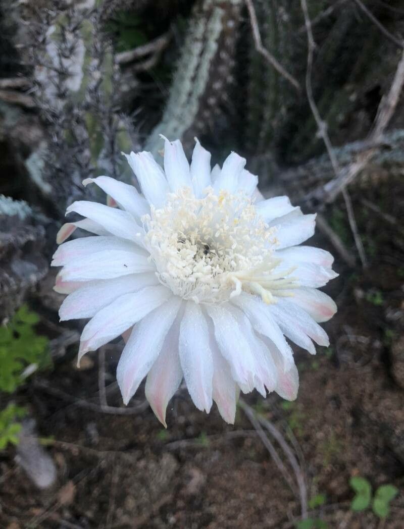 Cylindropuntia fulgida flower