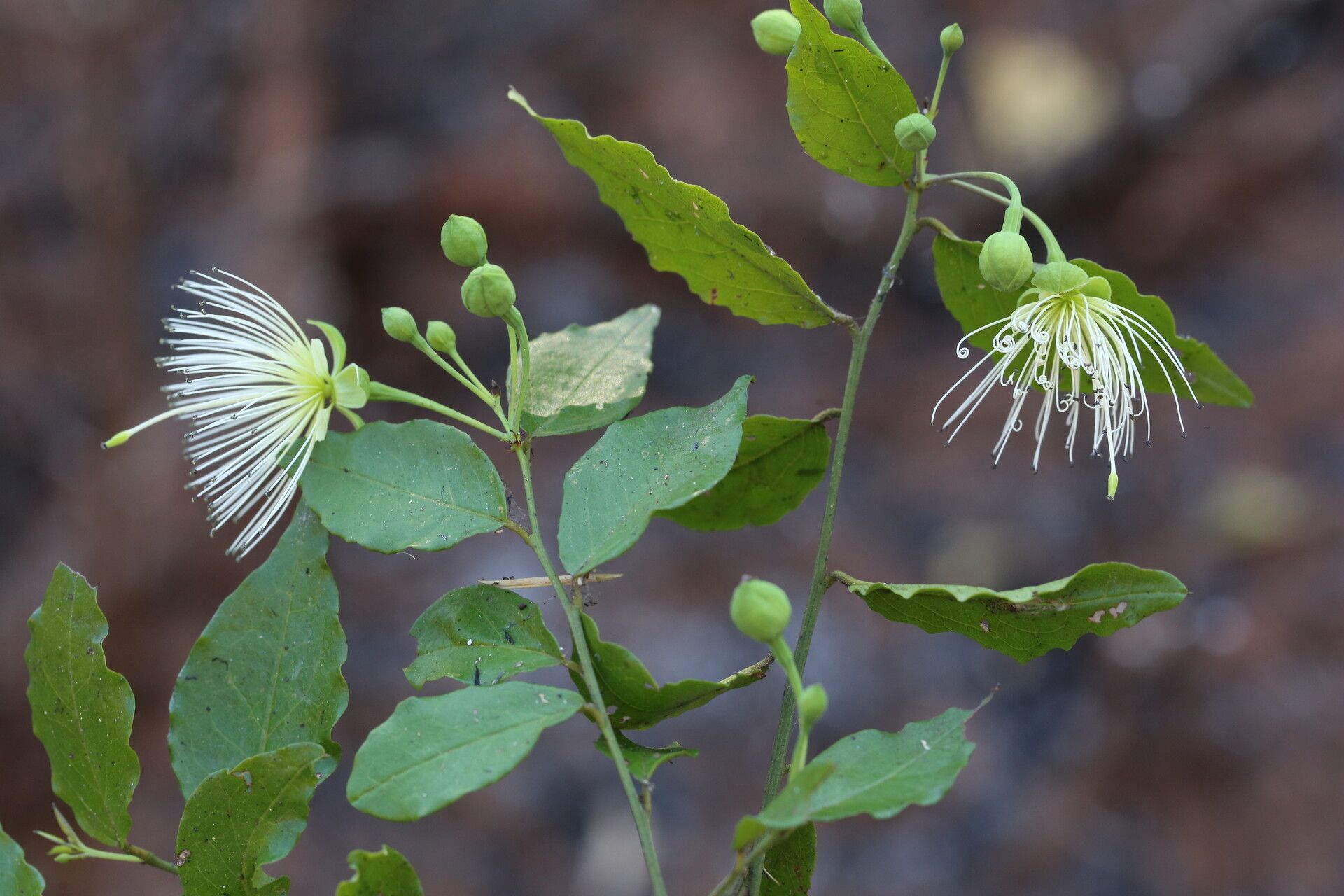 Maerua friesii flower