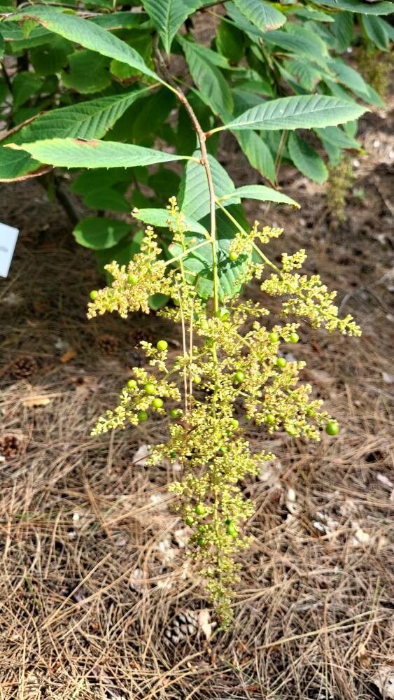 Meliosma dilleniifolia flower