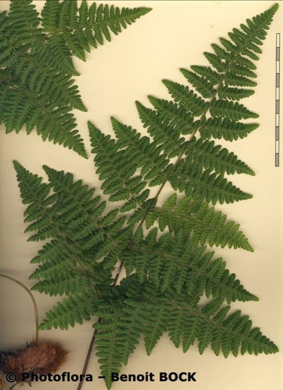 Hypodematium crenatum other