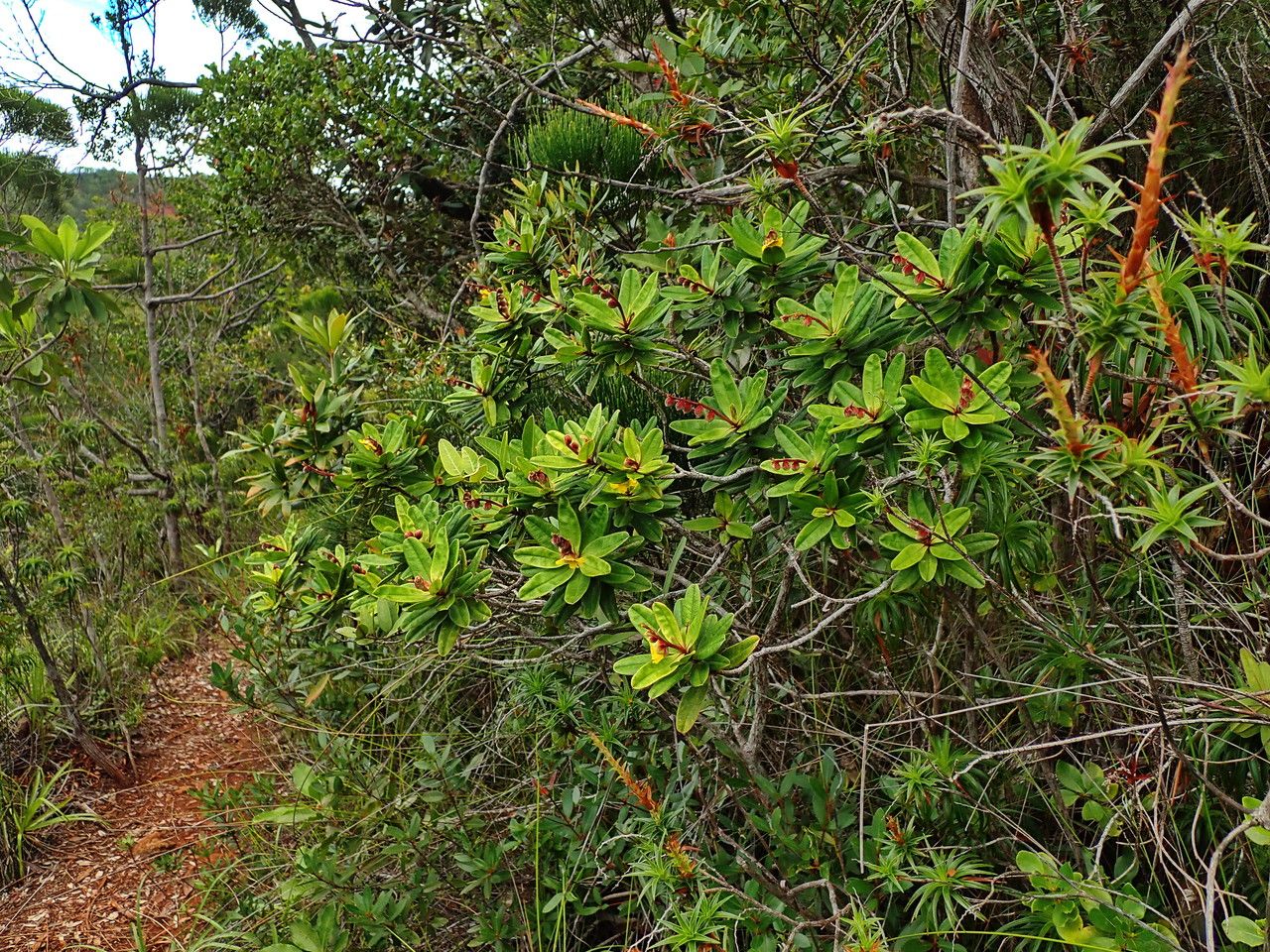 Hibbertia trachyphylla habit