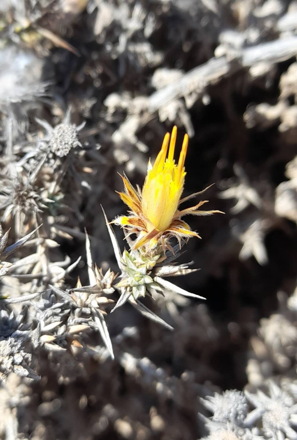 Chuquiraga ulicina flower
