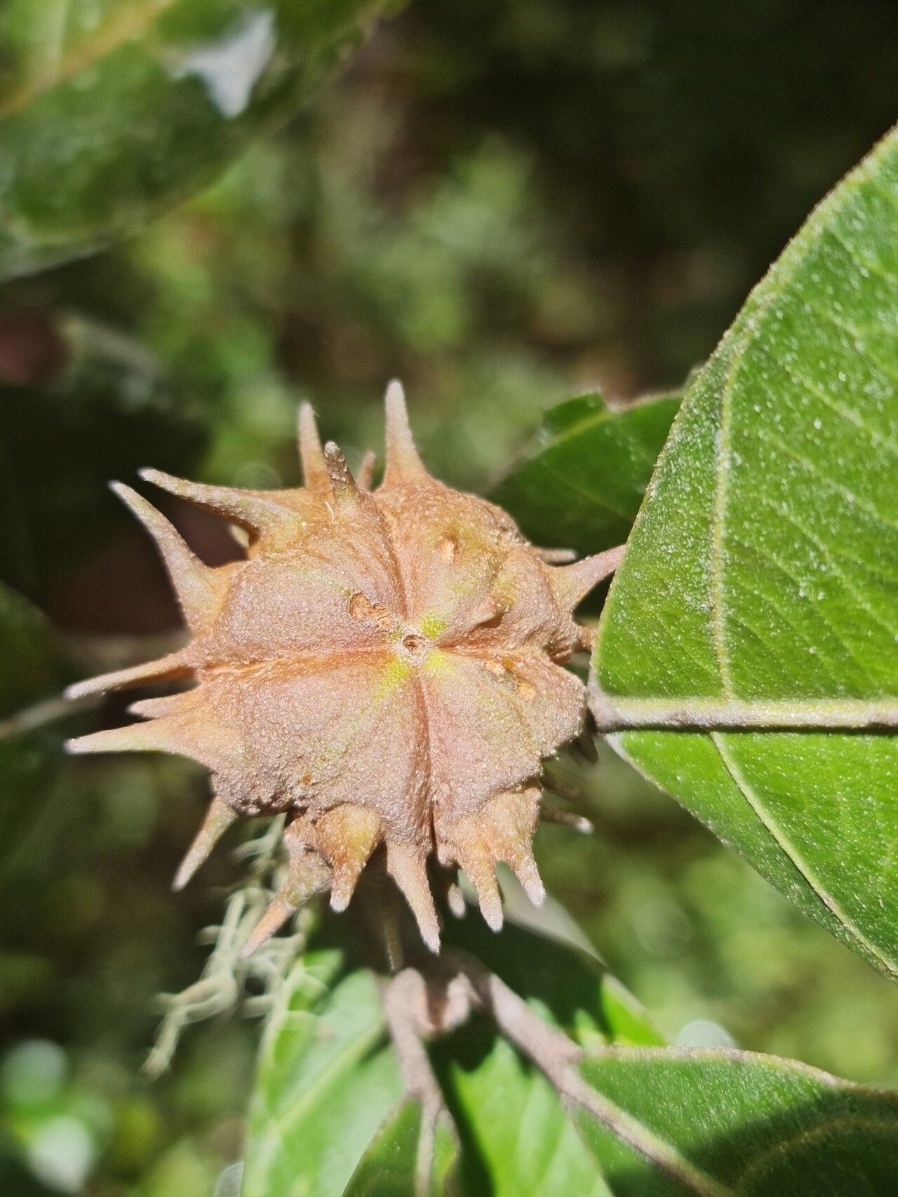 Hancea capuronii fruit