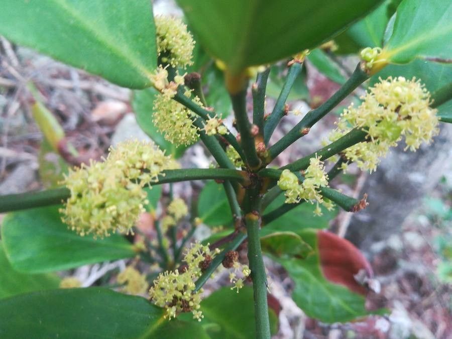 Phyllanthus unifoliatus flower