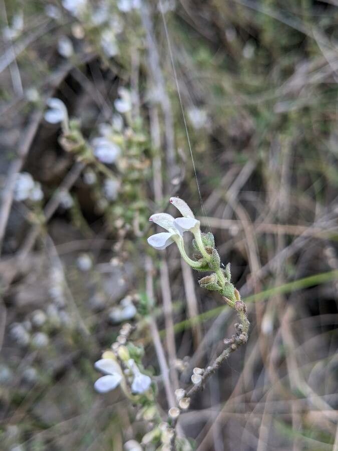 Sideritis glauca flower