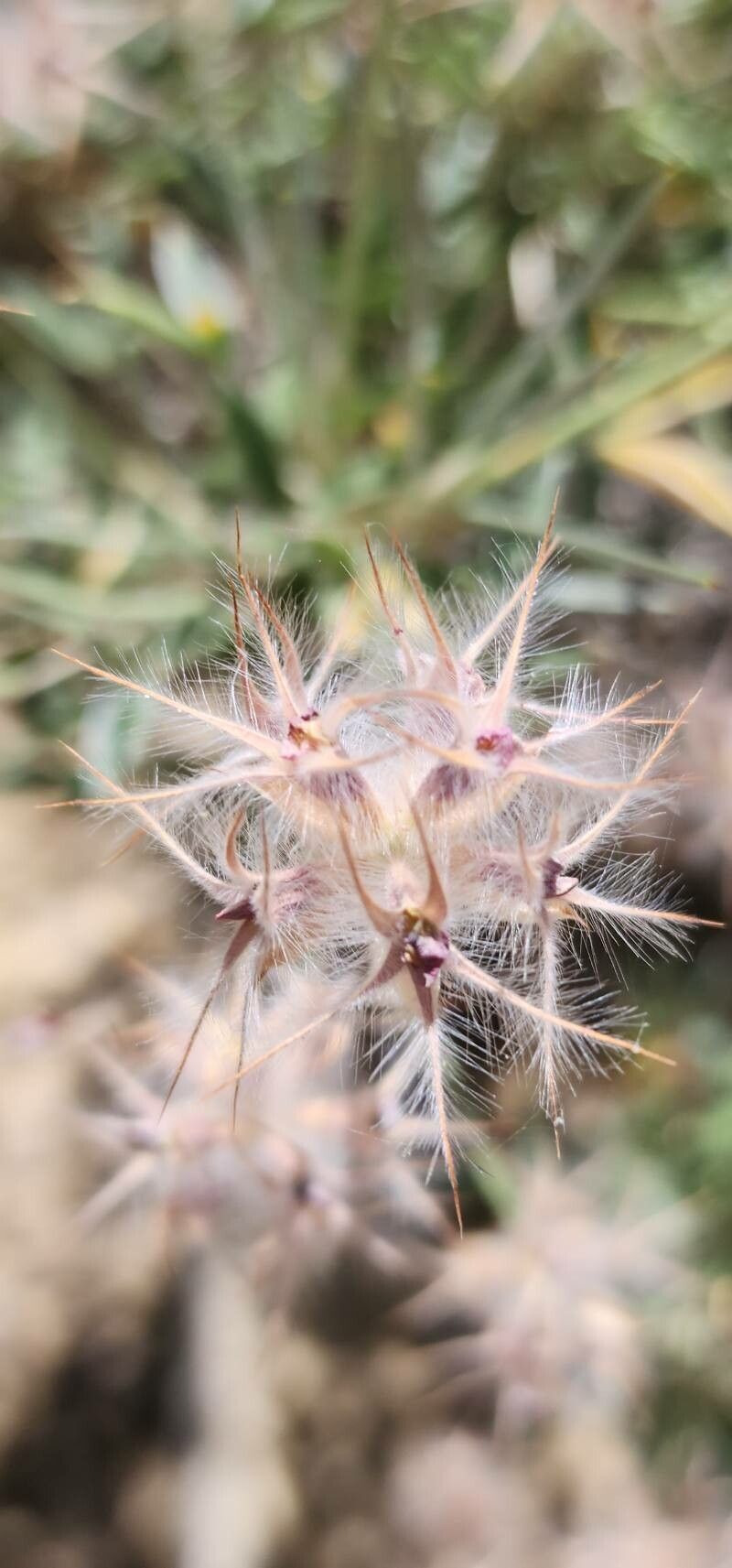 Ebenus stellata fruit