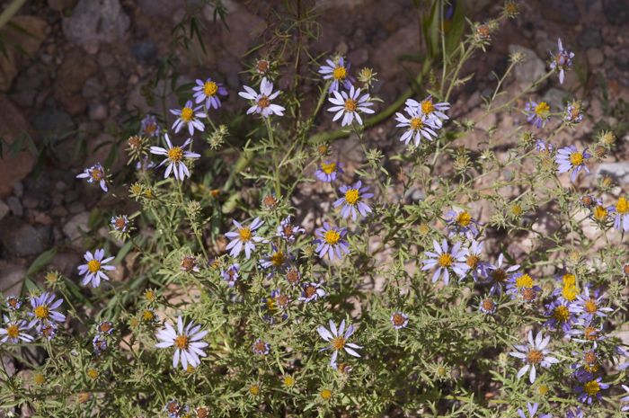 Machaeranthera tagetina habit