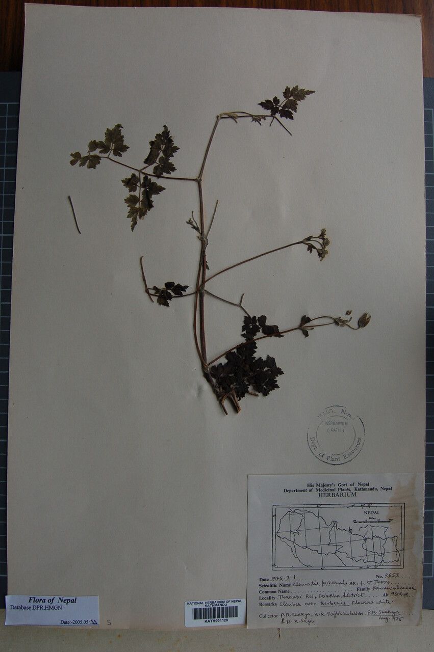 Clematis puberula other