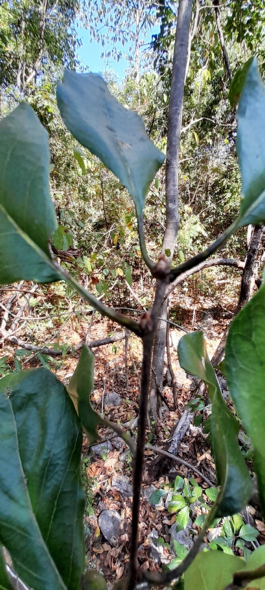 Terminalia diversipilosa bark
