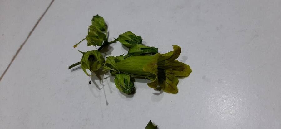 Cybistax antisyphilitica flower