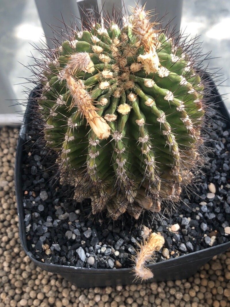 Acanthocalycium spiniflorum leaf