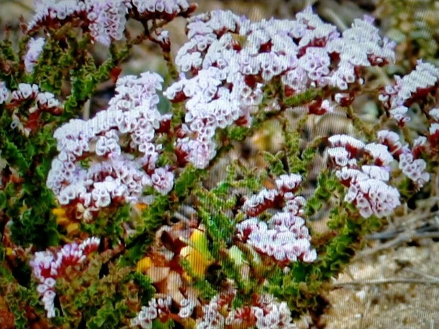 Limonium tuberculatum bark