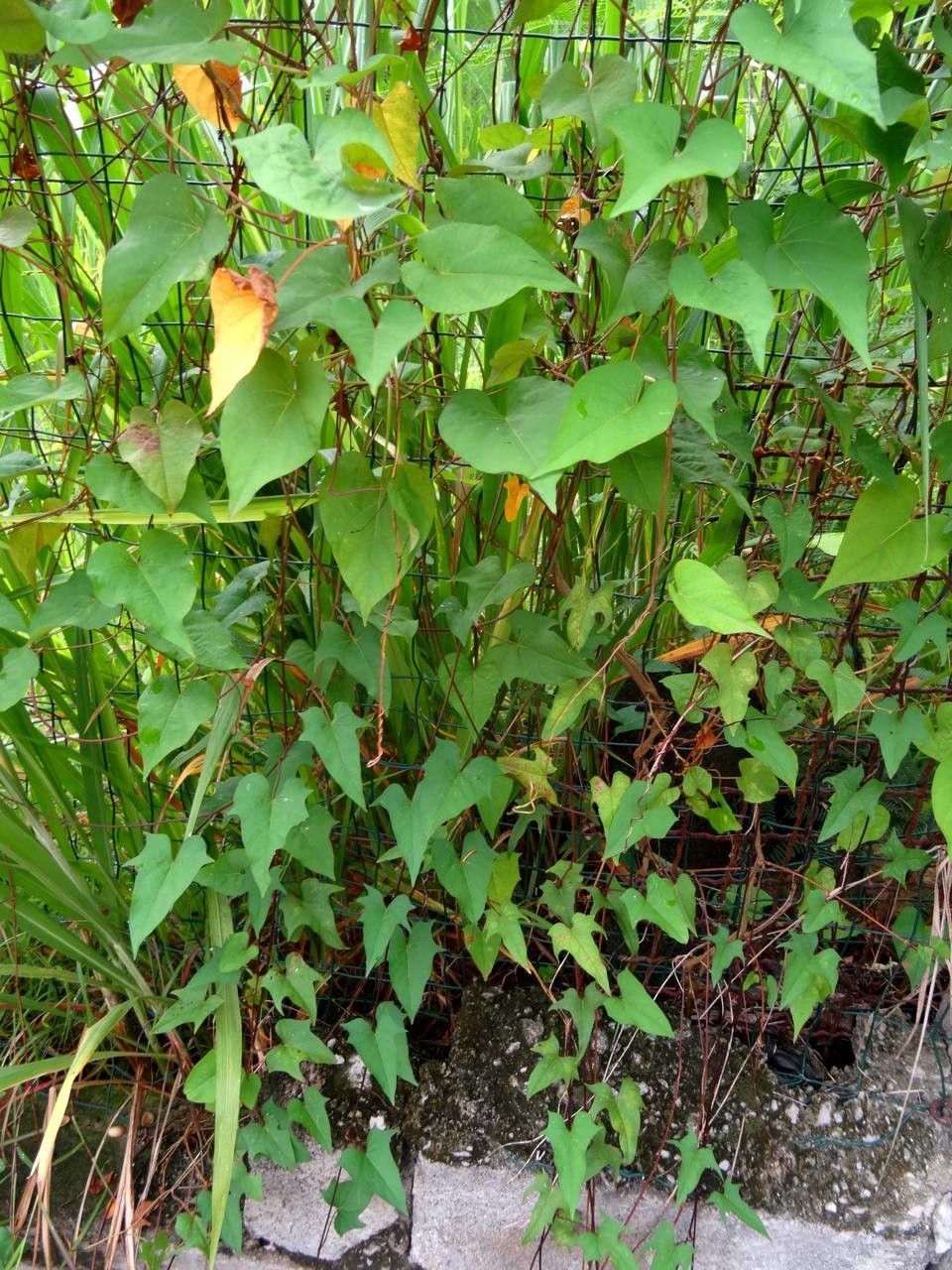 Ipomoea tiliacea habit