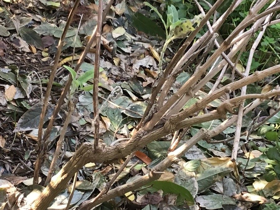Salvia canariensis bark