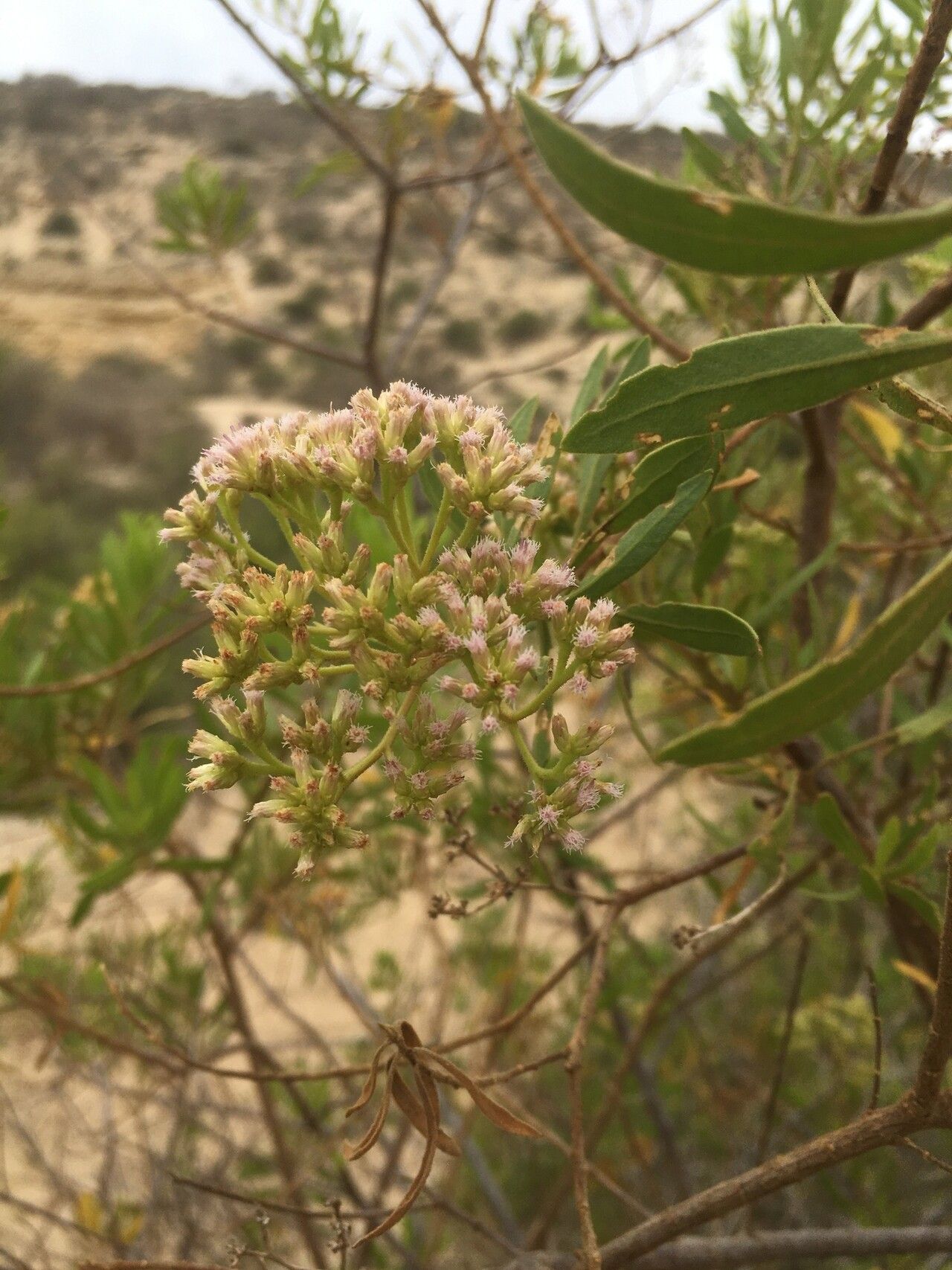 Pluchea grevei flower