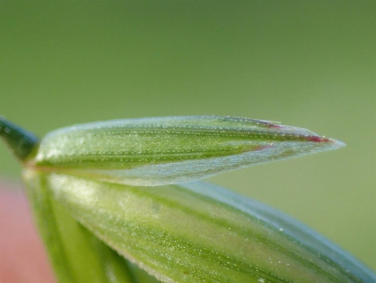 Bromus commutatus leaf