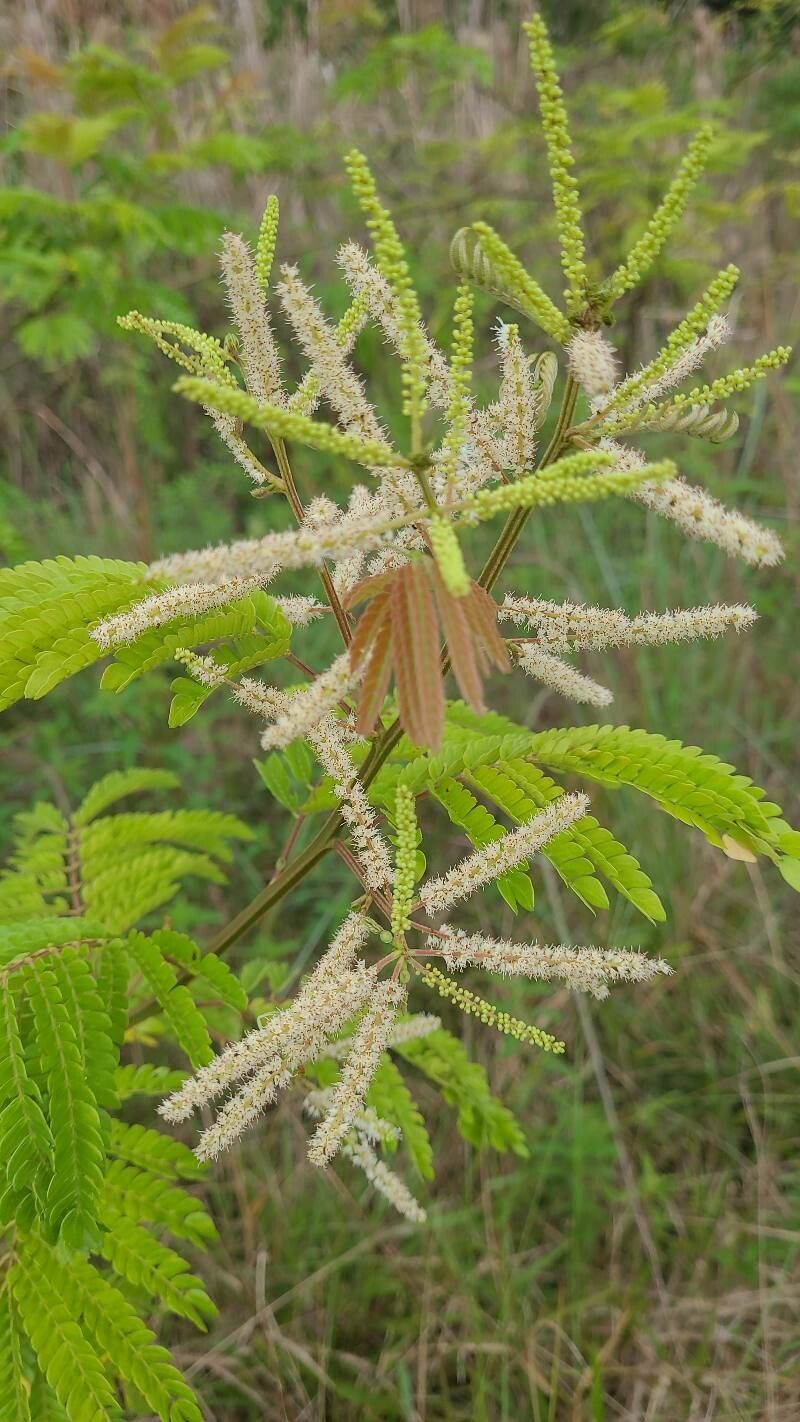Mimosa myriadenia flower