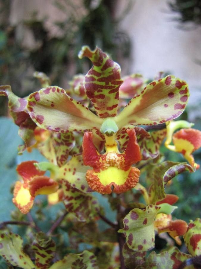 Cyrtopodium macrobulbon flower