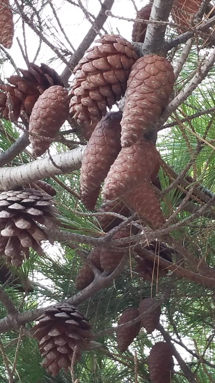 Pinus halepensis fruit