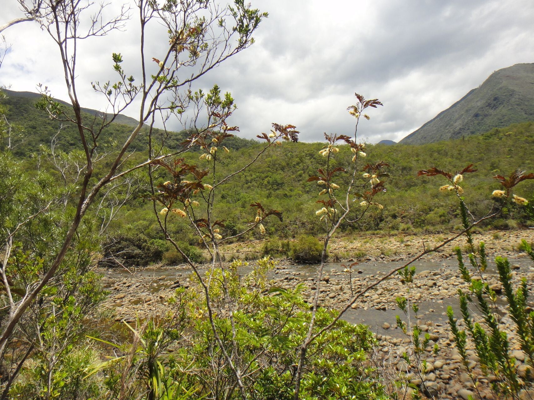 Archidendropsis macradenia habit