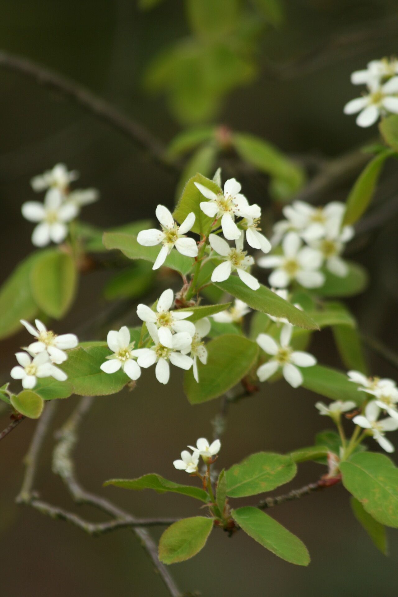 Amelanchier bartramiana — related species from the same genus