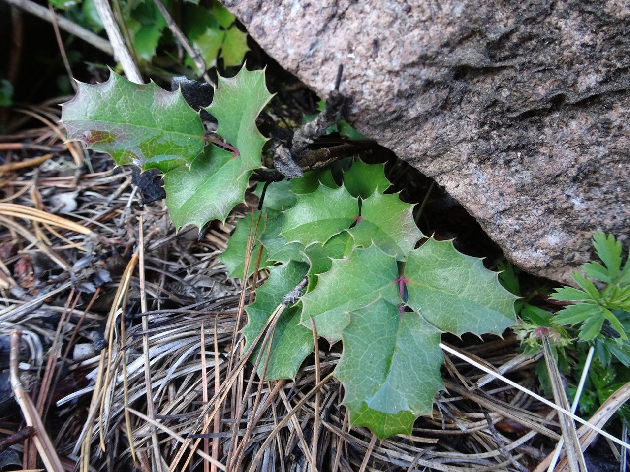 Berberis alpina leaf