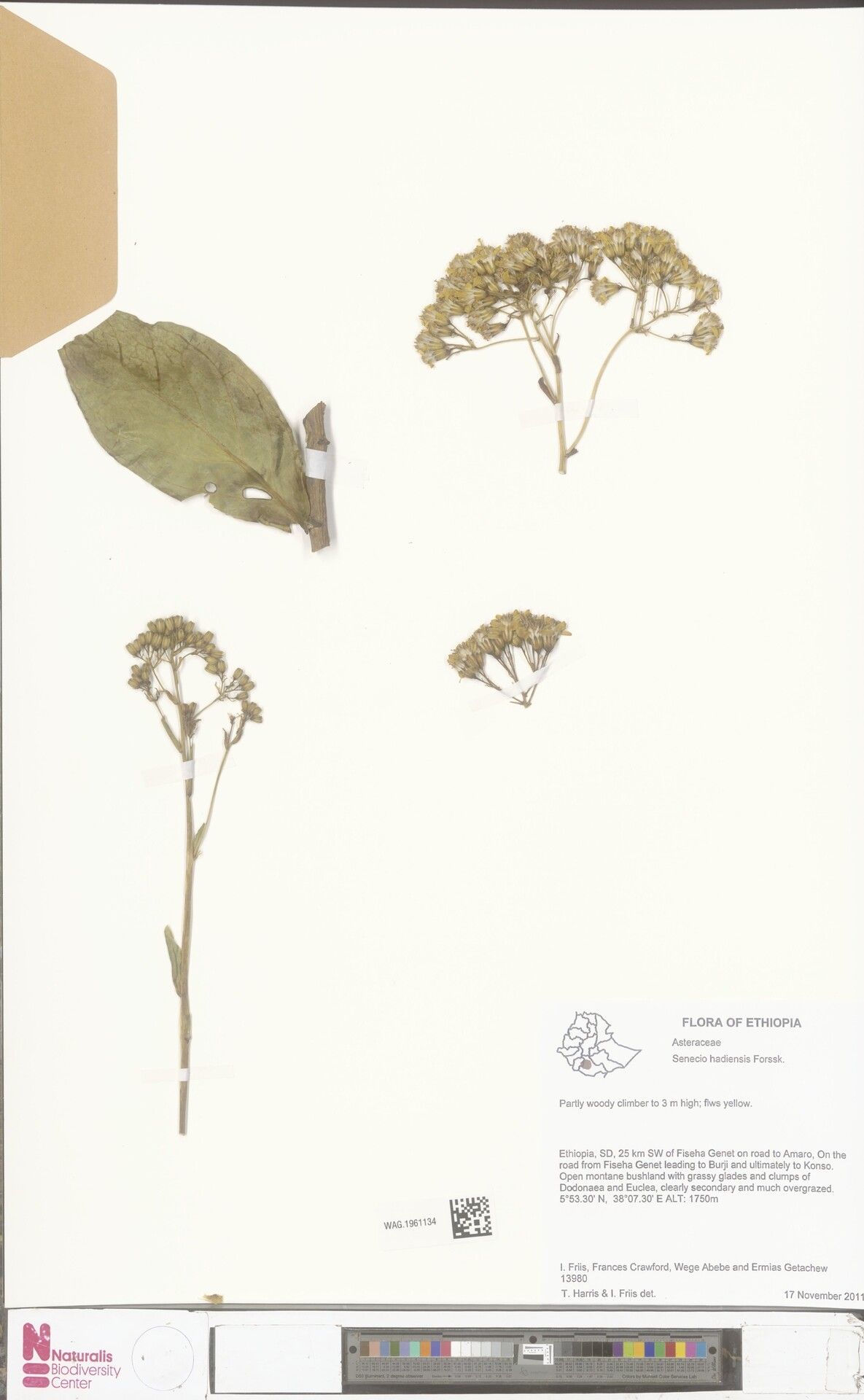 Senecio hadiensis — houseplant care guide