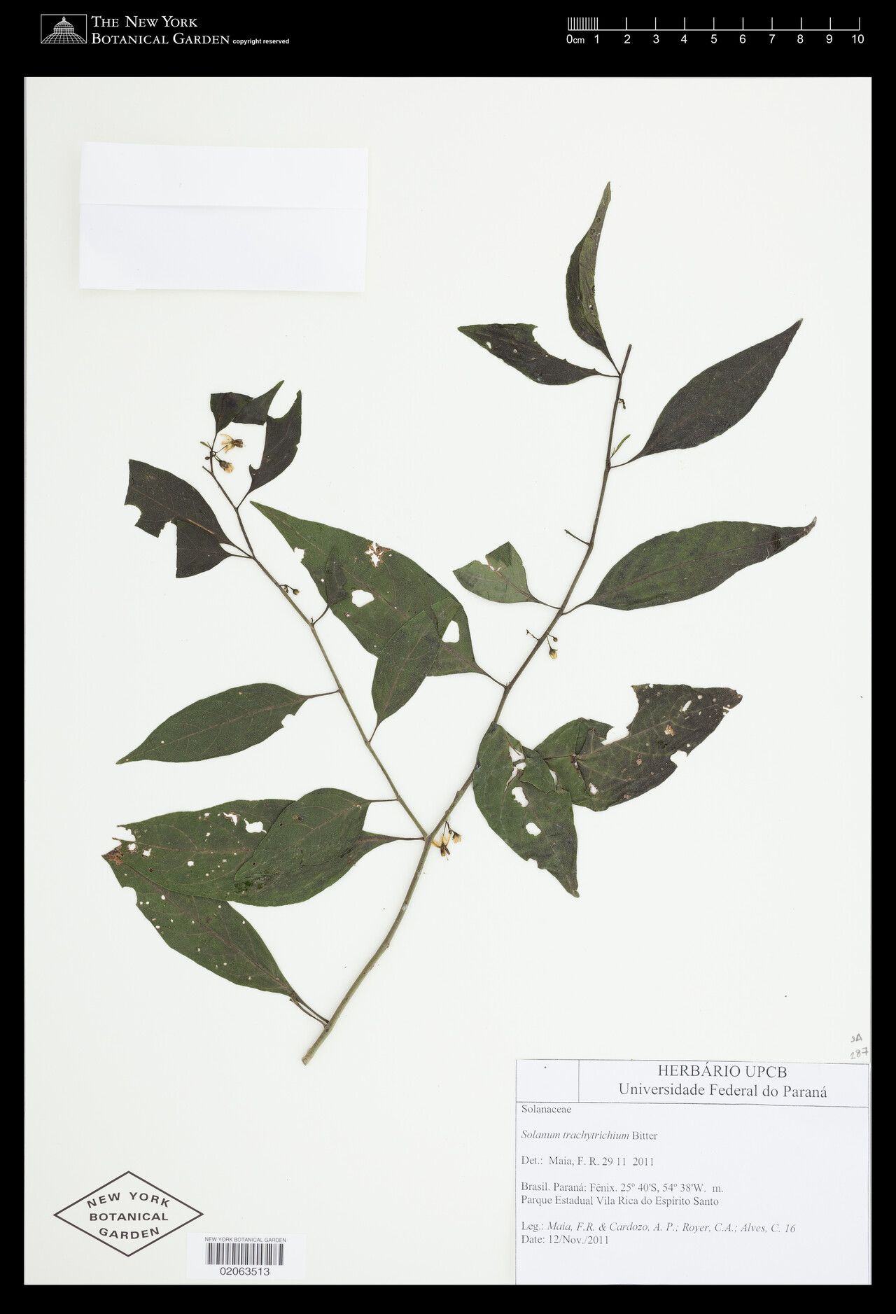 Solanum trachytrichium — houseplant care guide