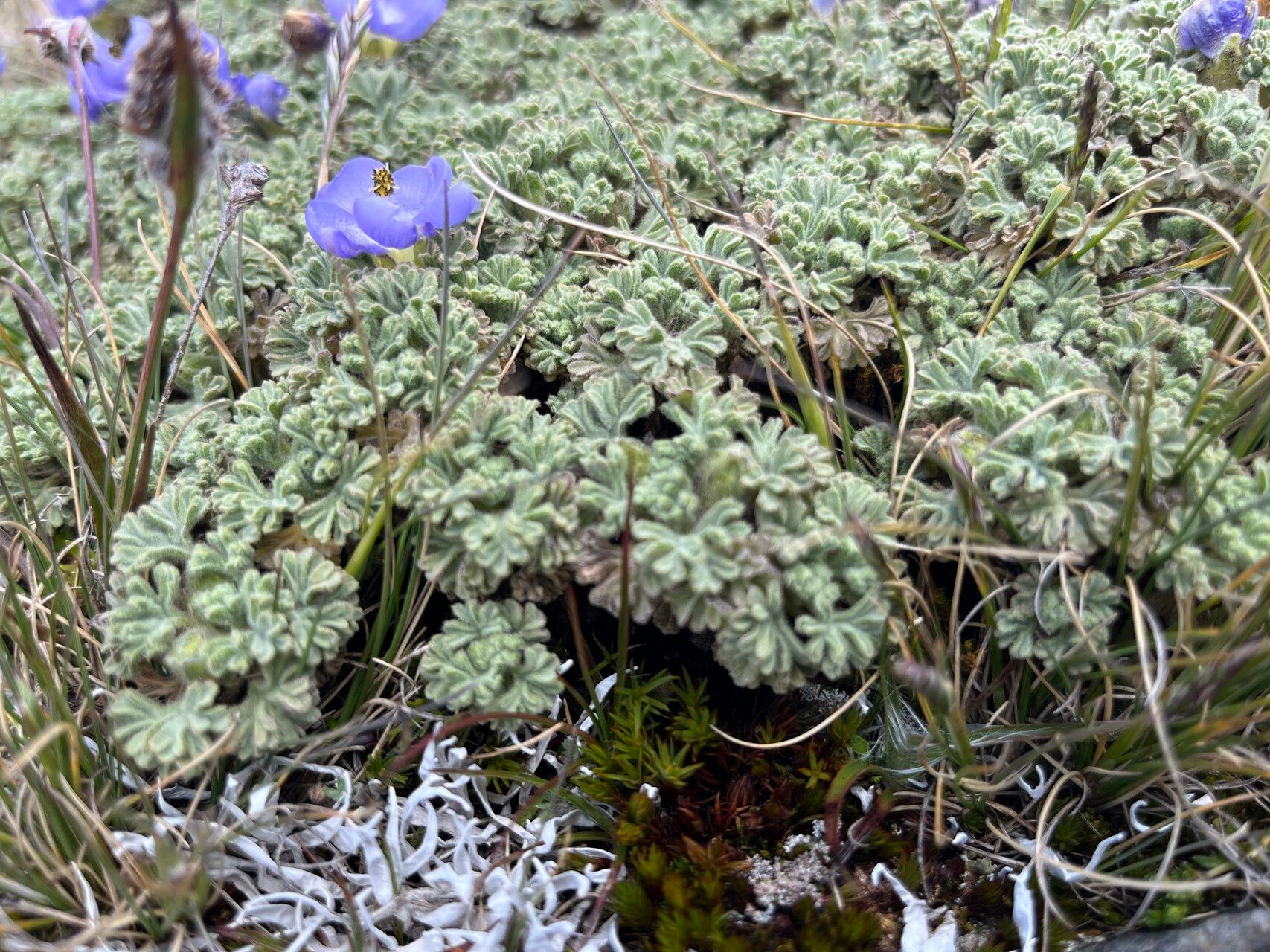 Nototriche obtusa — related species from the same genus