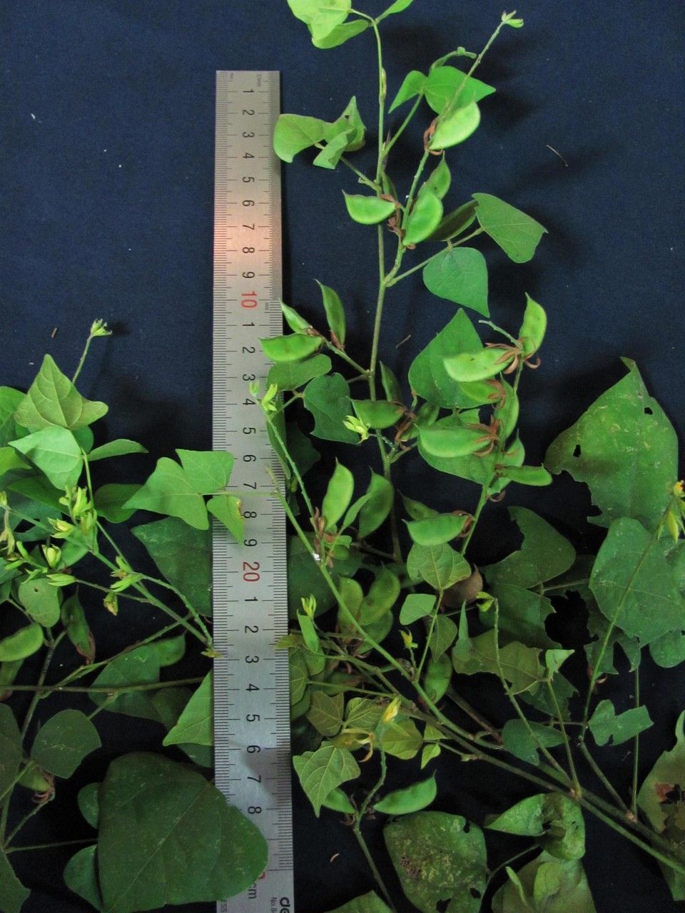 Rhynchosia calycosa other