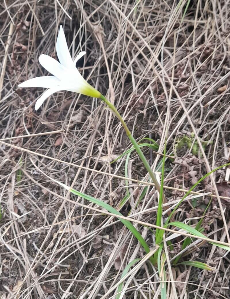 Zephyranthes mesochloa habit