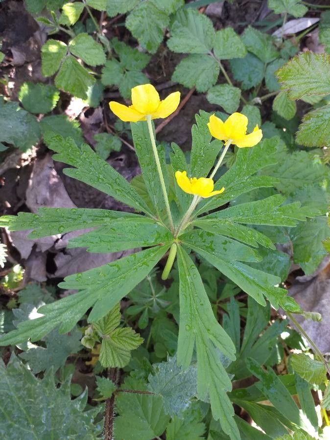 Anemone ranunculoides flower