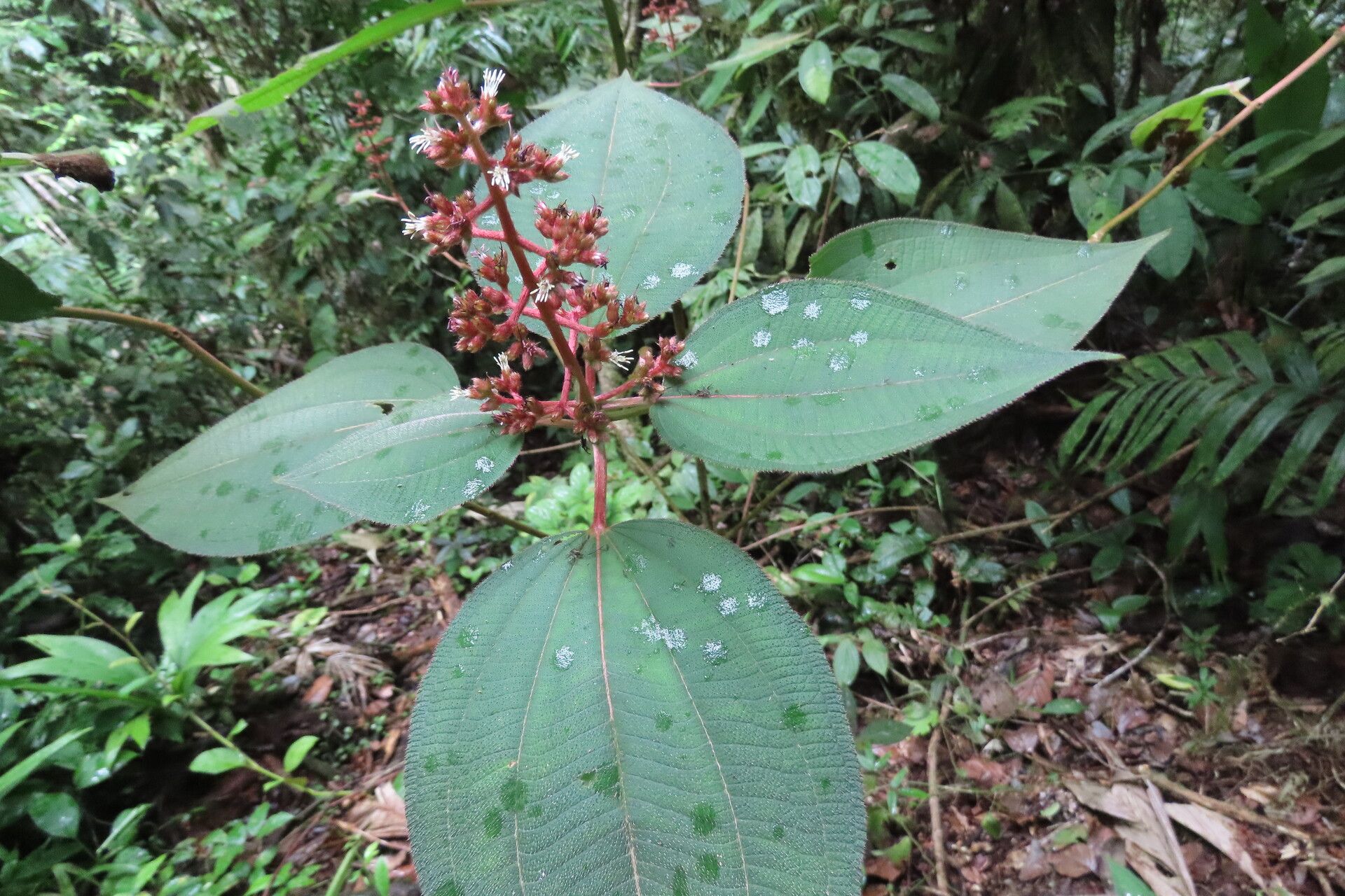 Miconia granatensis leaf