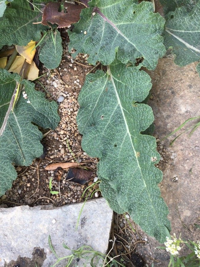 Salvia hierosolymitana — search result for 'Syria'