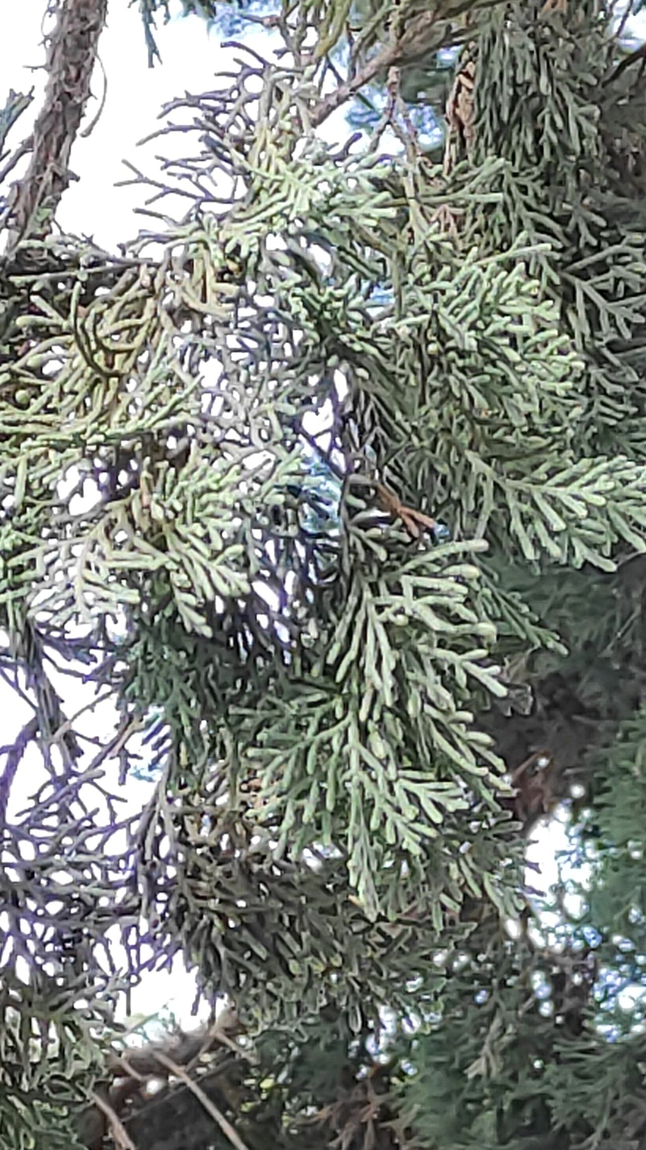 Hesperocyparis benthamii — related species from the same genus