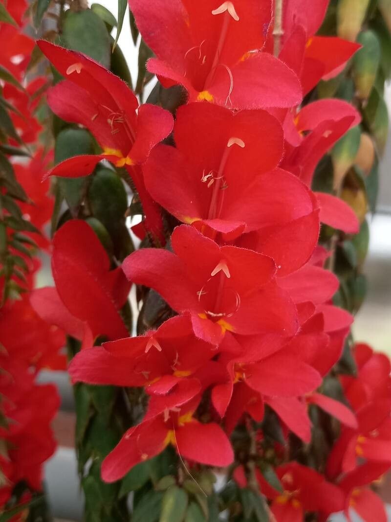 Columnea arguta flower