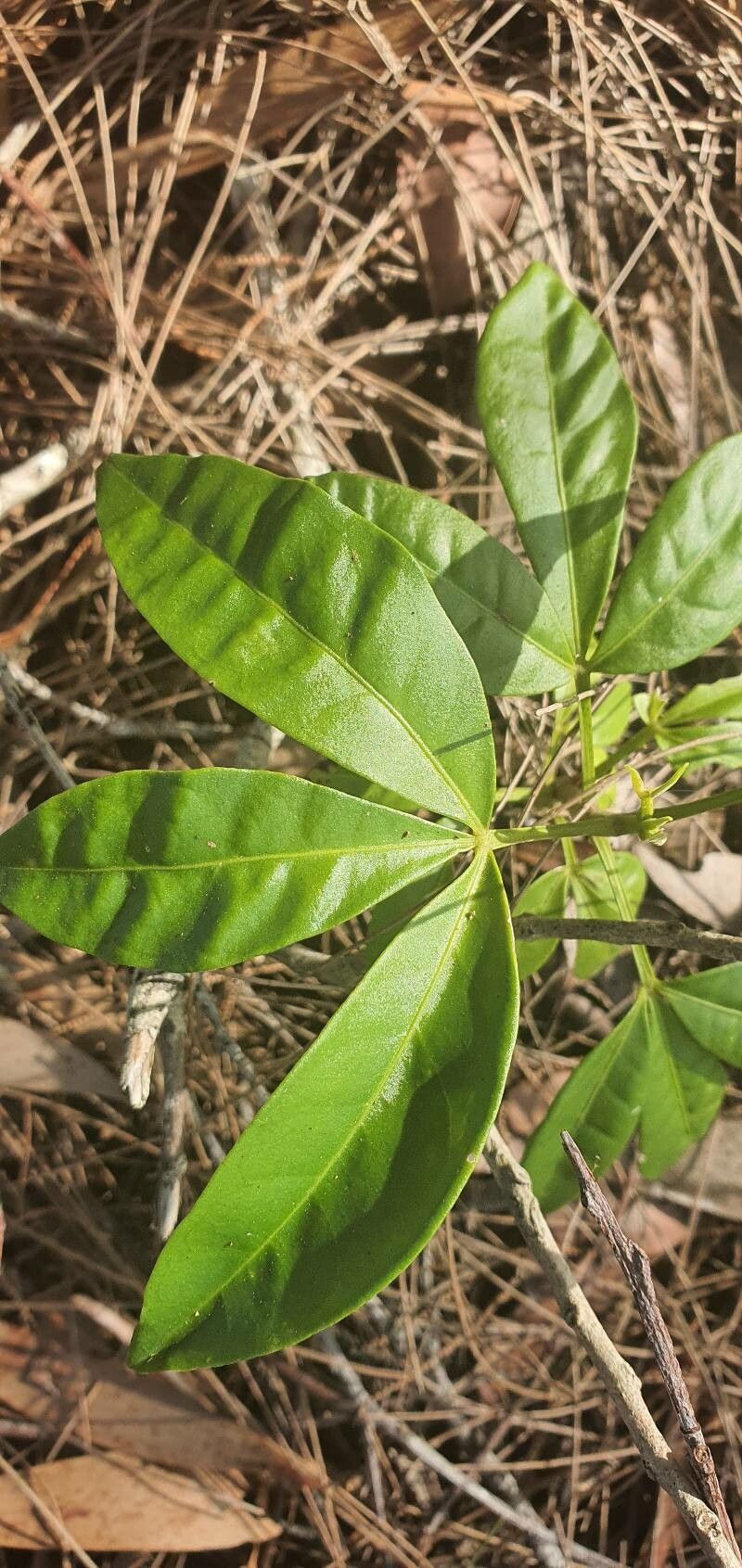 Melicope elleryana — search result for 'Rutaceae'