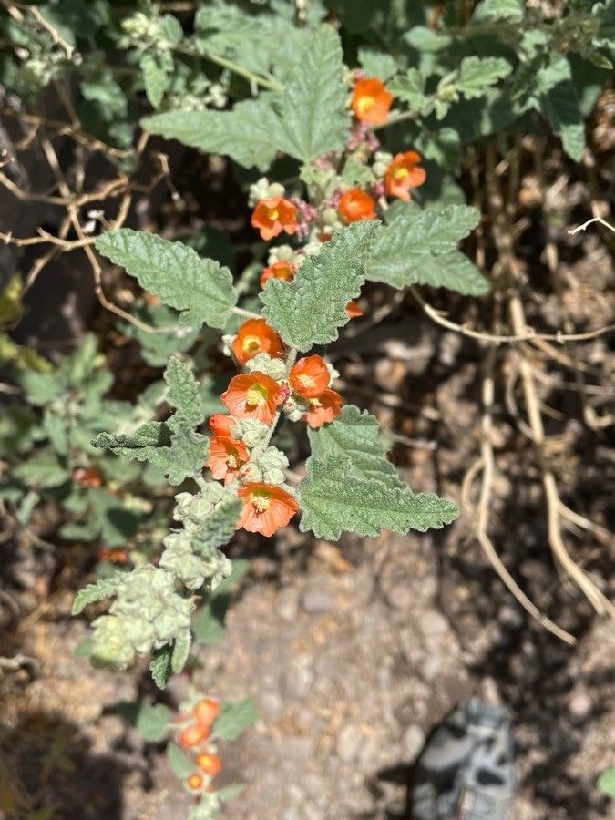 Sphaeralcea ambigua fruit